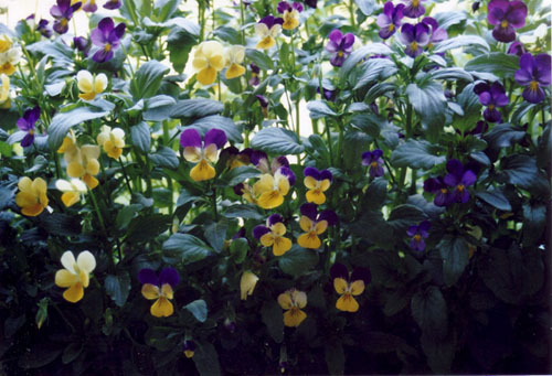 Datei:Hornveilchenklein 2.jpg